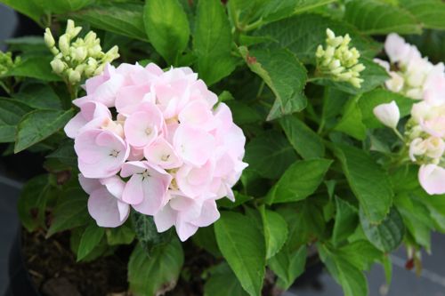 [HYMBDANU] Hydrangea macrophylla 'Blue Danube (Blaue Donau)'