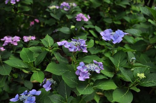 [HYMBLAUM] Hydrangea macrophylla 'Blaumeise'