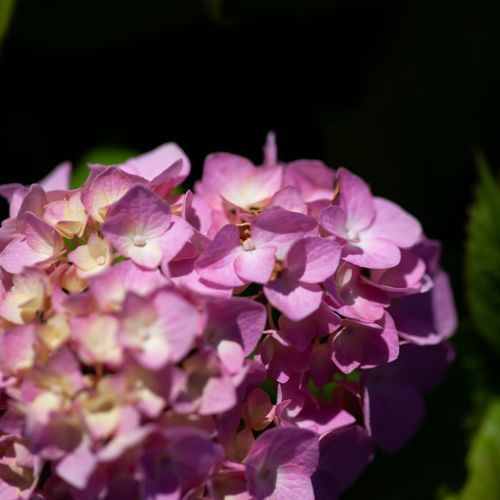 [HYMBROSE] Hydrangea macrophylla 'Bouquet Rose'