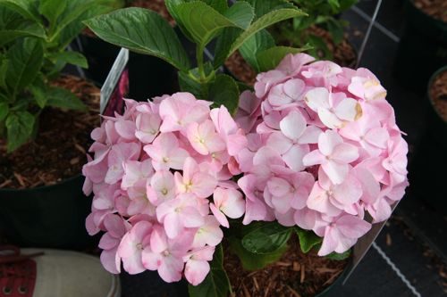 [HYMBSEDU] Hydrangea macrophylla BELLE SEDUCTION (PBR)