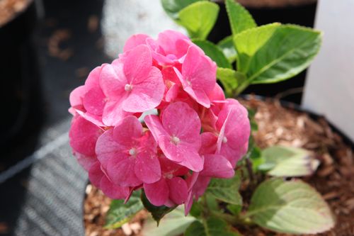 [HYMGEMBE] Hydrangea macrophylla 'Glowing Embers'