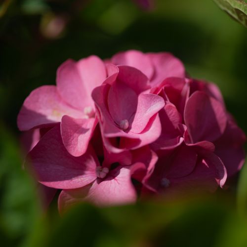 [HYMKGEOR] Hydrangea macrophylla 'King George V'