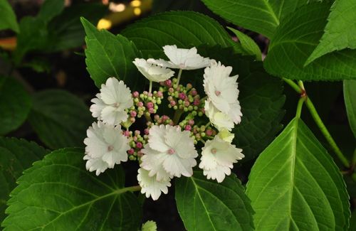 [HYMKORIA] Hydrangea macrophylla 'Koria'