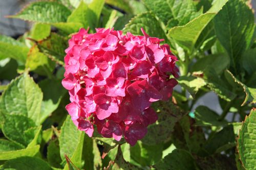 [HYMLEUCH] Hydrangea macrophylla 'Leuchtfeuer'