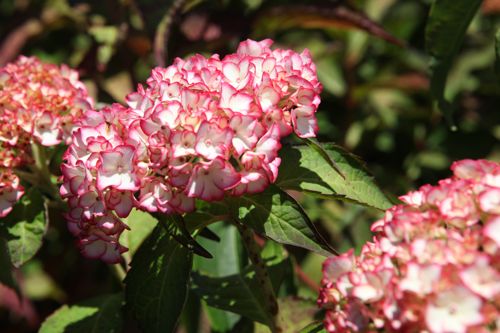 [HYMMIRAI] Hydrangea macrophylla 'Mirai'