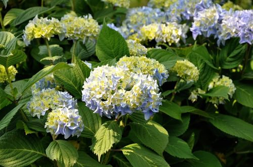 [HYMNBLUE] Hydrangea macrophylla 'Nikko Blue'