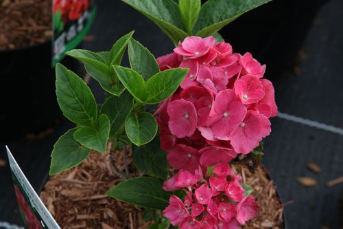 [HYMRBARO] Hydrangea macrophylla 'Red Baron'