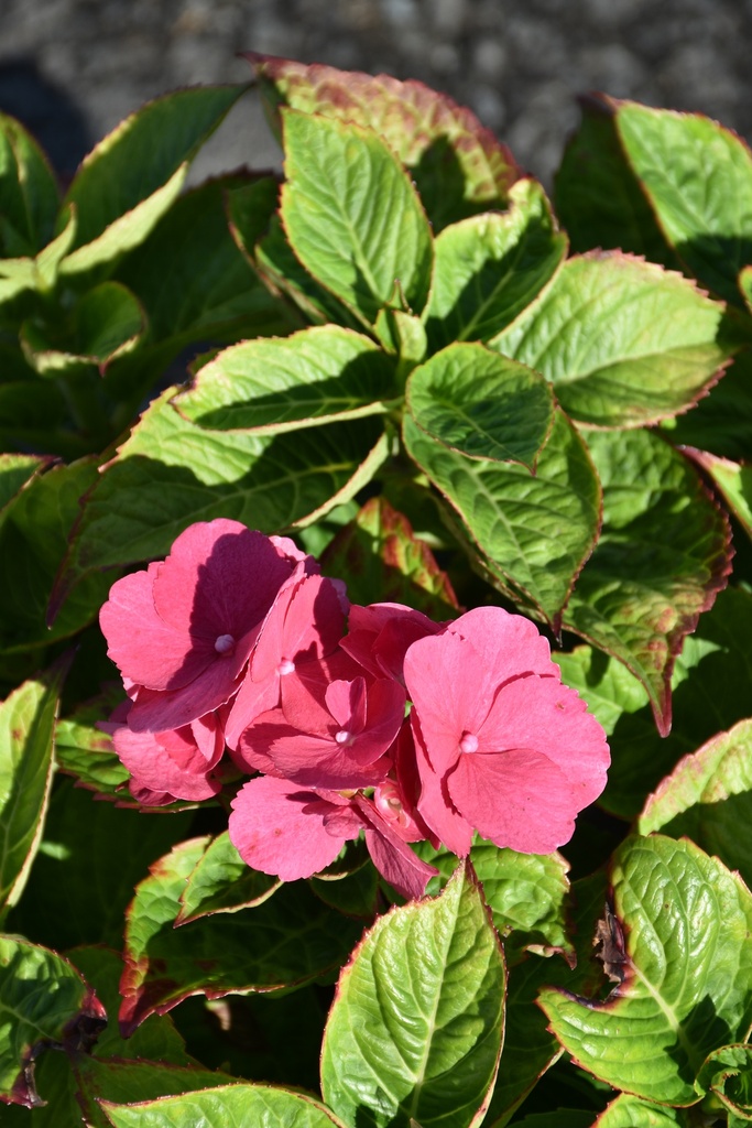 [HYMRBARO] Hydrangea macrophylla 'Red Baron'