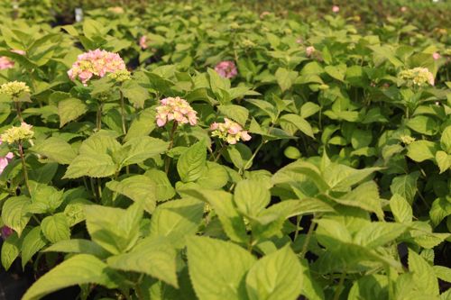 [HYMROSIT] Hydrangea macrophylla 'Rosita'