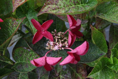 [HYMROTSC] Hydrangea macrophylla 'Rotschwanz'