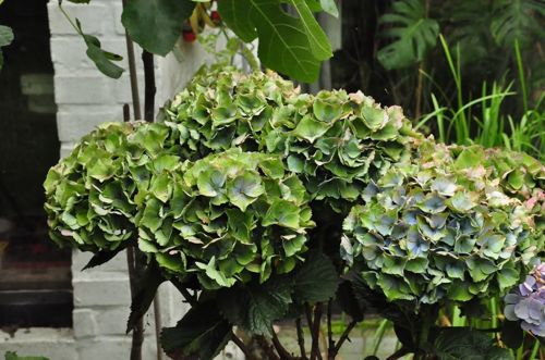 [HYMXIAN] Hydrangea macrophylla 'Xian®'