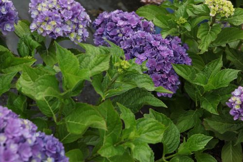 [HYMYMTOG] Hydrangea macrophylla YOU & ME® TOGETHER (PBR)