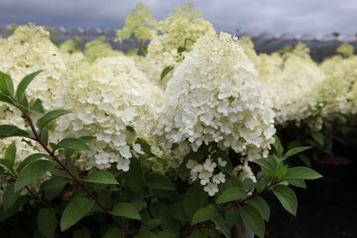 [HYPBOBO] Hydrangea paniculata BOBO (PBR)