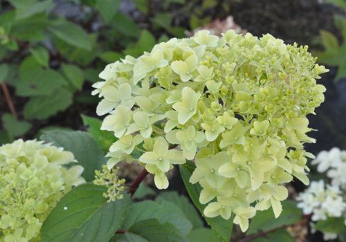 [HYPDIAMA] Hydrangea paniculata DIAMANTINO (PBR)