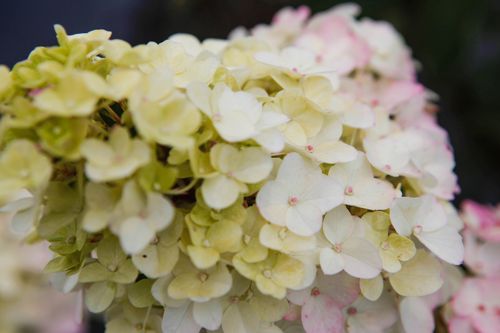 [HYPFMELB] Hydrangea paniculata FRAISE MELBA (PBR)