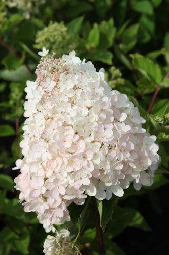HYPGRAND