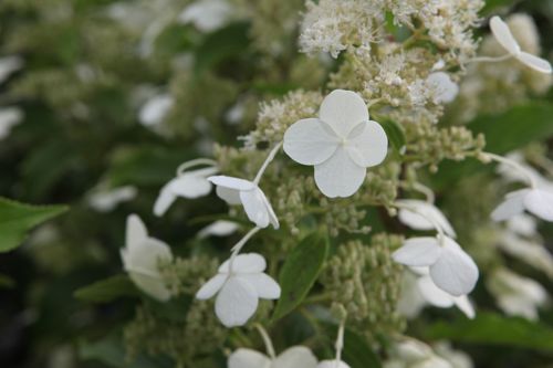 [HYPKYUSH] Hydrangea paniculata 'Kyushu'