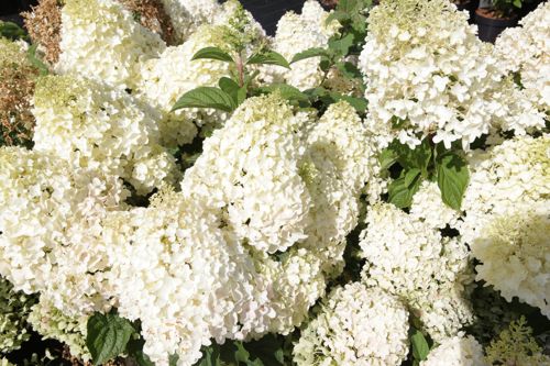 [HYPSDOLL] Hydrangea paniculata 'Silver Dollar'
