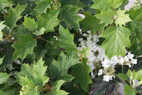 [HYQBURGU] Hydrangea quercifolia 'Burgundy'