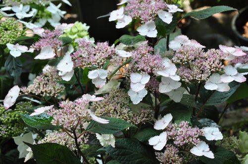 [HYSINTER] Hydrangea serrata 'Intermedia (Acuminata)'