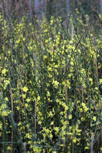 [JANUDIFL] Jasminum nudiflorum