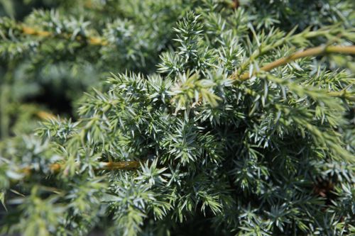 [JUCBALPS] Juniperus chinensis 'Blue Alps'