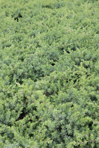 [JUCBPACI] Juniperus conferta 'Blue Pacific'
