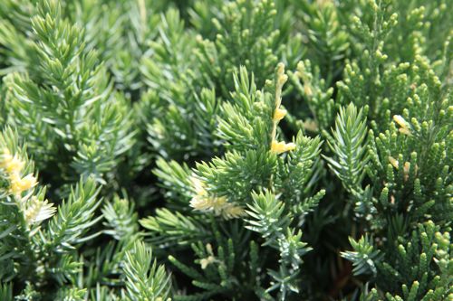 [JUCEVARI] Juniperus chinensis 'Expansa Variegata'