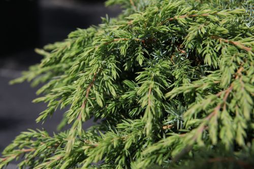[JUCGCARP] Juniperus communis 'Green Carpet'