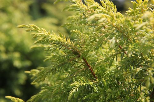 [JUCGCONE] Juniperus communis 'Gold Cone'