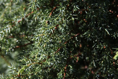 [JUCHIBER] Juniperus communis 'Hibernica'