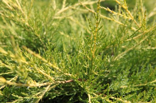 [JUCKGOLD] Juniperus chinensis 'Kuriwao Gold'
