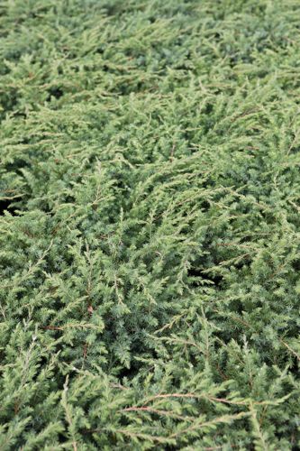 [JUCSCHLA] Juniperus conferta 'Schlager'