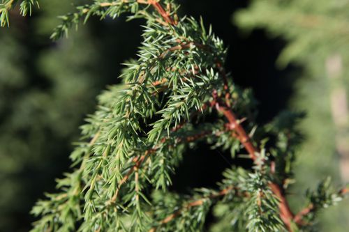 [JUCSUECI] Juniperus communis 'Suecica'