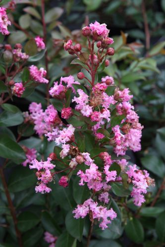 [LAIMGRAS] Lagerstroemia indica 'Mardi Gras'