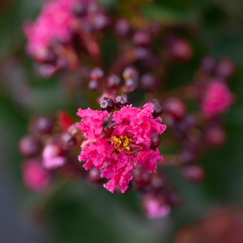 [LAIPVELO] Lagerstroemia indica 'Pink Velour'