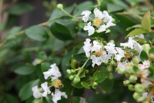 [LAIPWHIT] Lagerstroemia indica 'Pixie White'