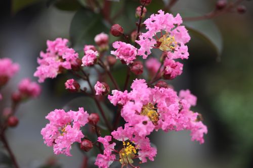 [LAIRIPIN] Lagerstroemia indica 'Rhapsody in Pink'