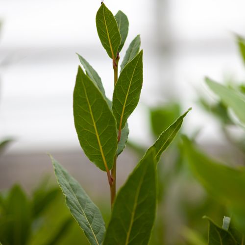 [LANOBILI] Laurus nobilis