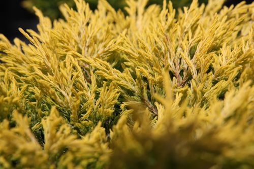 [JUHLIMEG] Juniperus horizontalis 'Limeglow'