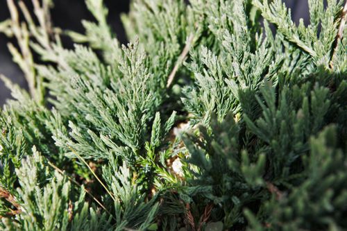 [JUHPROST] Juniperus horizontalis 'Prostrata'