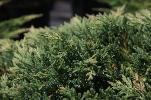 [JUHPWALE] Juniperus horizontalis 'Prince of Wales'