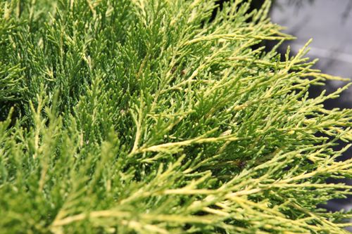 [JUPGCOAS] Juniperus pfitzeriana 'Gold Coast'