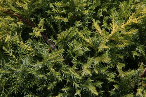 [JUPGOLDK] Juniperus pfitzeriana 'Goldkissen'