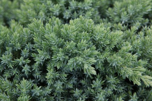 [JUPNANA] Juniperus procumbens 'Nana'