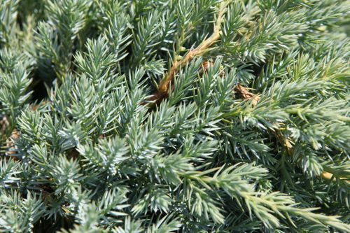 [JUSBCARP] Juniperus squamata 'Blue Carpet'