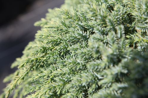 [JUSLJOAN] Juniperus squamata 'Little Joanna' (PBR)