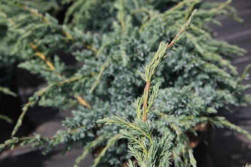 [JUSMEYER] Juniperus squamata 'Meyeri'