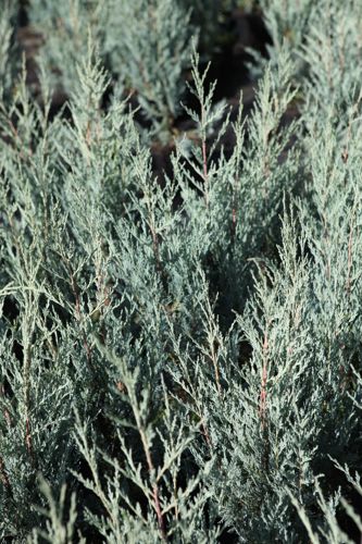 [JUSMOONG] Juniperus scopulorum 'Moonglow'