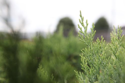 [JUSRGEM] Juniperus sabina 'Rockery Gem'